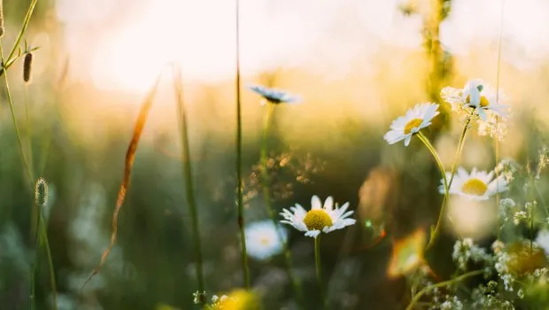 Εαρινή ισημερία 2026: Μια νέα αρχή για την Άνοιξη