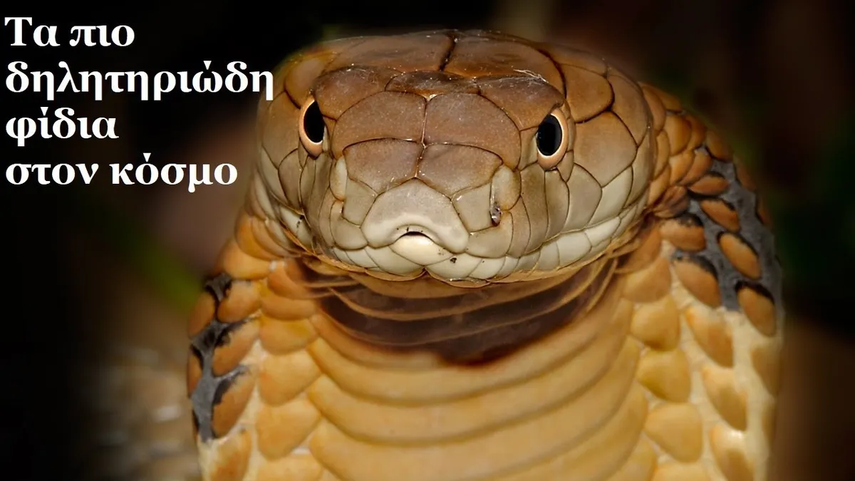 δηλητηριώδεσ φίδι — GR news