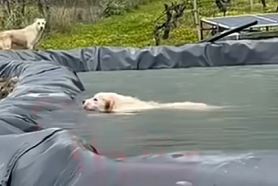 Κουτάβι: Ρουκάνι:  διασώθηκε από πνιγμό