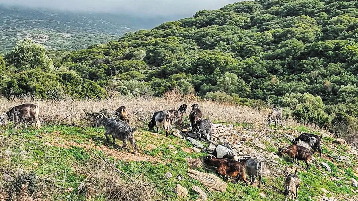 Νέα αριστερά: Σοβαρές αποκλίσεις στα στοιχεία του ζωικού κεφαλαίου
